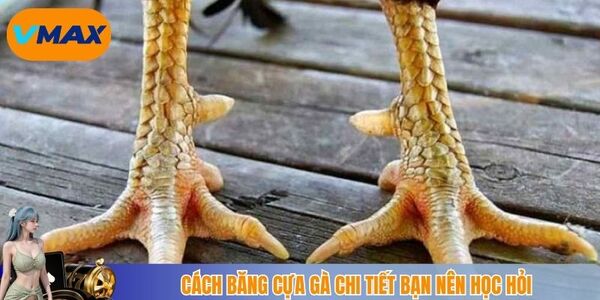 Cách băng cựa gà chi tiết bạn nên học hỏi