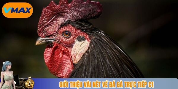 Giới thiệu vài nét về đá gà trực tiếp C1