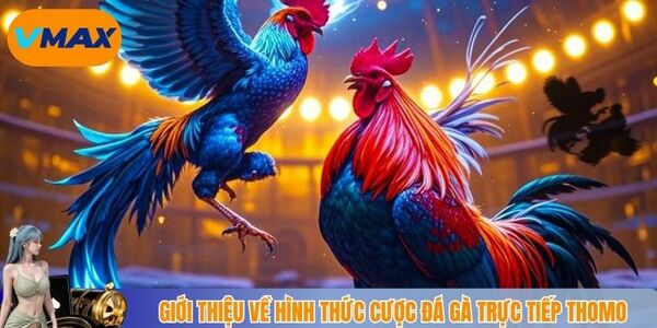 Giới thiệu về hình thức cược đá gà trực tiếp Thomo