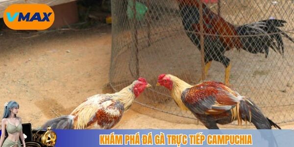 Khám phá đá gà trực tiếp Campuchia