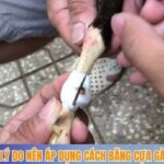 Lý do nên áp dụng cách băng cựa gà cho chủ nuôi