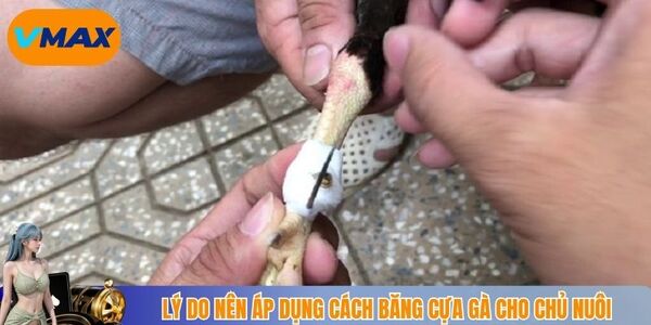 Lý do nên áp dụng cách băng cựa gà cho chủ nuôi