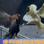 Một số bí quyết tham gia cược kèo gà Thomo