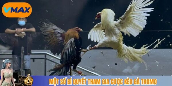 Một số bí quyết tham gia cược kèo gà Thomo