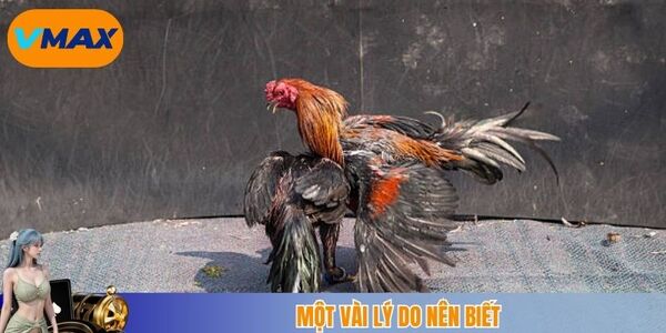 Một vài lý do nên biết