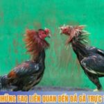 Những FAQ liên quan đến đá gà trực tiếp Campuchia
