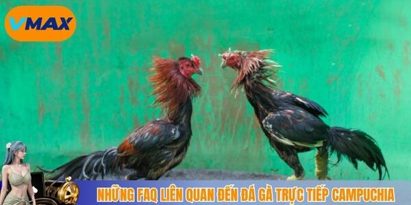 Những FAQ liên quan đến đá gà trực tiếp Campuchia