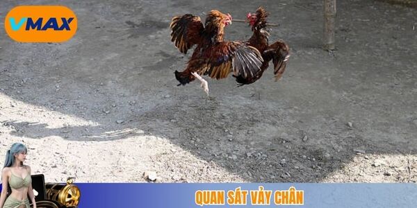 Một số lưu ý khi chọn kê đá hay