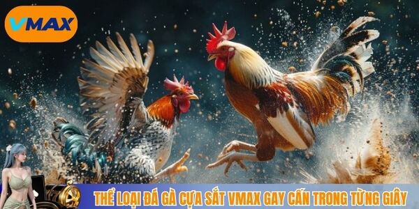 Thể loại đá gà cựa sắt vmax gay cấn trong từng giây
