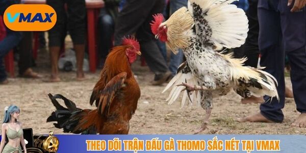Theo dõi trận đấu gà thomo sắc nét tại vmax
