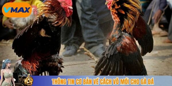Thông tin cơ bản về cách vô mồi cho gà đá