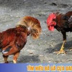 Tìm hiểu đá gà cựa dao