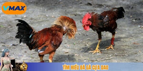Tìm hiểu đá gà cựa dao